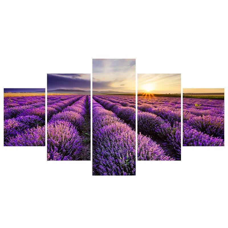 Lavender Field