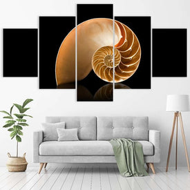 Spiral Shell
